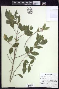 Malpighia glabra image