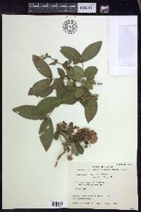Gaudichaudia mcvaughii image