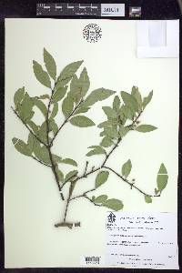 Malpighia ovata image