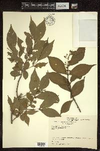 Malpighia novogaliciana image