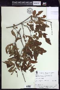 Gaudichaudia mcvaughii image