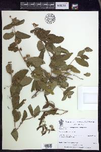 Gaudichaudia mcvaughii image