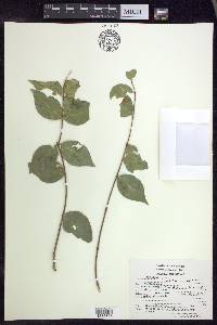 Malpighia glabra image