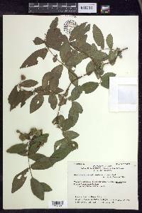 Gaudichaudia mcvaughii image