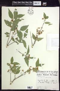 Malpighia glabra image