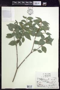 Malpighia glabra image