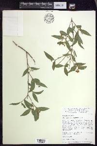 Malpighia glabra image