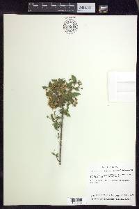 Malpighia glabra image