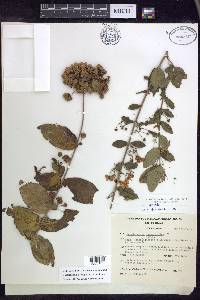 Gaudichaudia mcvaughii image