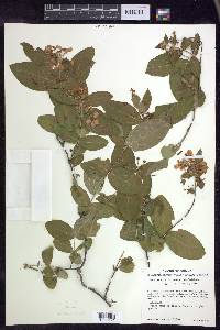 Gaudichaudia mcvaughii image