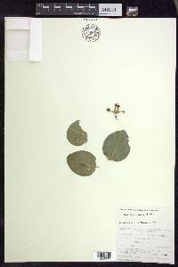 Malpighia ovata image