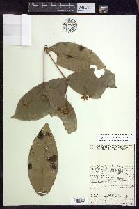 Malpighia sessilifolia image