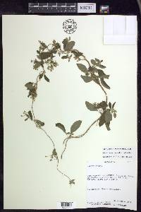 Gaudichaudia hexandra image