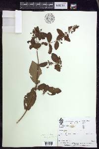 Gaudichaudia mcvaughii image