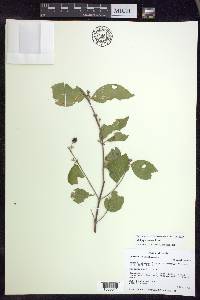 Malpighia ovata image