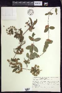 Gaudichaudia mcvaughii image