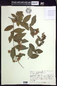 Gaudichaudia mcvaughii image