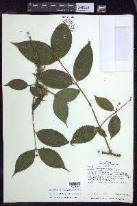 Malpighia albiflora image