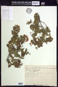 Gaudichaudia mcvaughii image