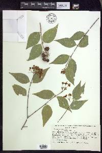 Malpighia ovata image