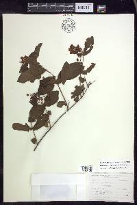 Gaudichaudia mcvaughii image