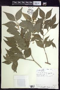 Malpighia glabra image