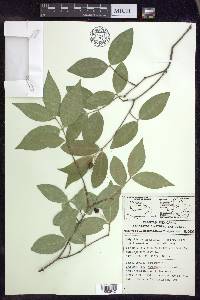 Malpighia wilburiorum image