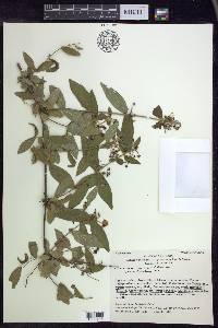 Gaudichaudia mcvaughii image