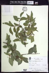 Malpighia ovata image