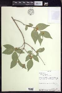 Malpighia glabra image