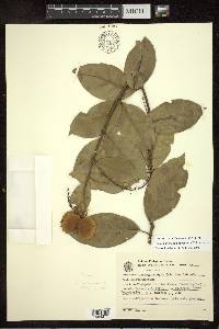 Amorimia exotropica image
