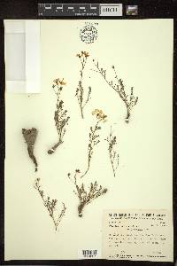 Camarea ericoides image