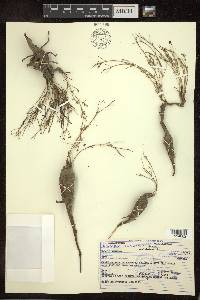 Camarea ericoides image