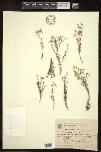 Camarea ericoides image