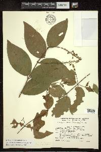 Amorimia exotropica image