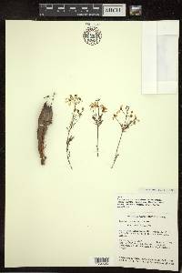 Camarea ericoides image