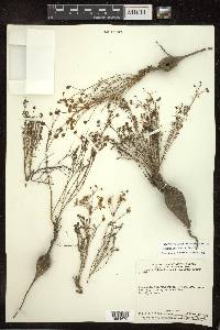 Camarea ericoides image