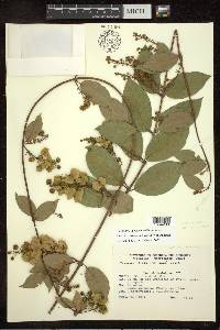Amorimia exotropica image