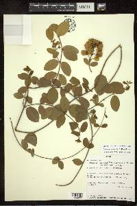 Amorimia camporum image
