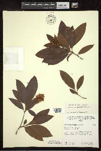 Byrsonima spicata image
