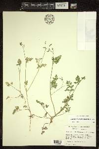 Chaerophyllum procumbens image