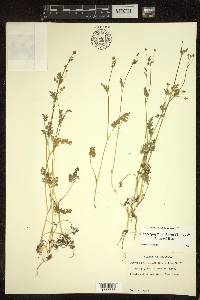 Chaerophyllum procumbens image