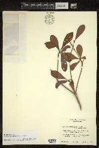 Byrsonima bucidifolia image