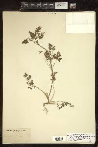 Chaerophyllum procumbens image