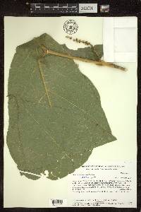 Bunchosia macrophylla image