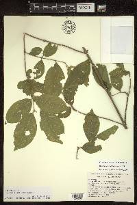 Bunchosia polystachya image
