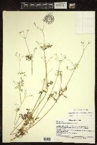 Chaerophyllum procumbens image