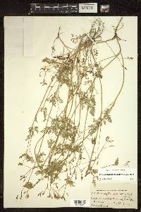 Chaerophyllum procumbens image