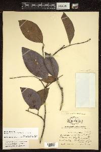 Byrsonima crassifolia image