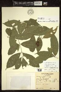 Bunchosia polystachya image